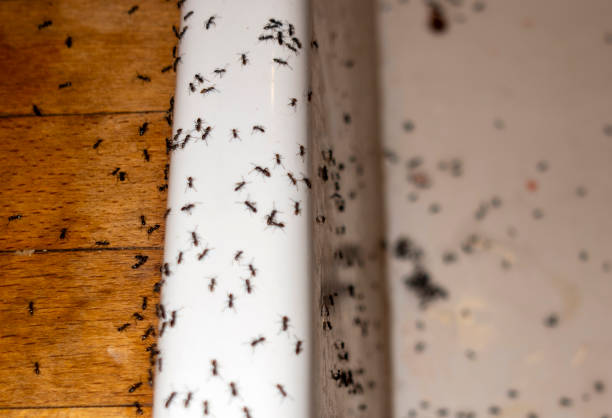 Braselton, GA Pest Control Company