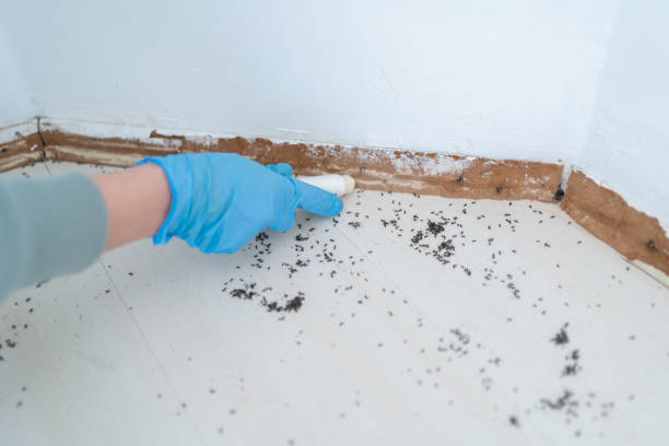 Best Insect Control  in Braselton, GA