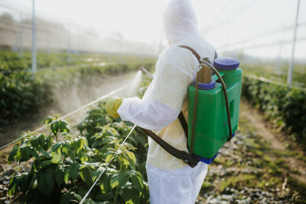 Best Bed Bug Extermination  in Braselton, GA